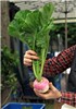Turnip Brassica rapa subsp. rapa (turnip); turnip, in hand, at a farmers market. Remscheid Lüttringhausen, North Rhine Westphalia, Germany. September 2012.