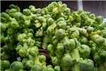Freshly cut sprouts Brassica oleracea var. gemmifera (Brussels sprouts); freshly cut sprouts, on stalk. Eugene Saturday Market, Oregon, USA. November 2013.