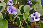 Flowering habit Eichhornia azurea (anchored water hyacinth); flowering habit. Campo Grande, Transpantaneira, Poconé, Mato Grosso, Brazil. June 2016.