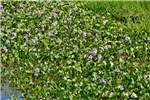 Flowering habit Eichhornia azurea (anchored water hyacinth); flowering habit. Campo Grande, Transpantaneira, Poconé, Mato Grosso, Brazil. June 2016.