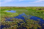 Habit Eichhornia azurea (anchored water hyacinth); habit. Campo Grande, Transpantaneira, Poconé, Mato Grosso, Brazil. June 2016.