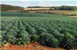 Field crop Brassica oleracea var. gemmifera (Brussels sprouts); field crop growing near Taddington, Gloucester. October 2014.