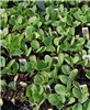 Potted seedlings Brassica oleracea var. gemmifera (Brussels sprouts); potted seedlings, in a nursery. Cranford, New Jersey, USA. April 2012.