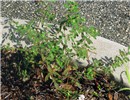 Habit Euphorbia hypericifolia (graceful spurge); habit. Mangrove Nature Park, Boynton Beach, Florida, USA. September 2009.