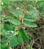 Leaves, flowers and fruit Euphorbia hypericifolia (graceful spurge); habit, showing leaves, flowers and fruit. Radar Hill Field, Sand Island, Midway Atoll, Hawaii, USA. June 2008.