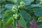 Flowers, fruits and leaves Euphorbia hypericifolia (graceful spurge); close-up of flowers, fruits and leaves. Commodore Avenue, Sand Island, Midway Atoll, Hawaii, USA. June 2008.