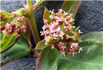 Flowers and fruits Euphorbia hypericifolia (graceful spurge); close-up of flowers and fruits Nr Ave Maria, Sand Island, Midway Atoll, Hawaii, USA. March 2015.