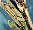 Larva Larva of P. oleae feeding on olive leaves.