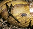 Adults Platydemus manokwari (New guinea flatworm); on an empty shell of the giant African snail, Lissachatina fulica.
