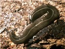 Adult Platydemus manokwari (New guinea flatworm); adult, dorsal aspect.