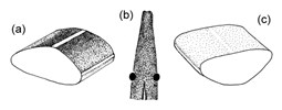 Line drawing; various aspects Platydemus manokwari (New guinea flatworm); (a) dorsolateral aspect showing typical pattern of markings; (b) anterior end showing eyes; (c) ventrolateral aspect showing typical pattern of markings. (Drawings not to scale.)