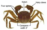 Adult Eriocheir sinensis (Chinese mitten crab); adult, hairy claws with white tips, normally equal in size.