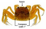 Juvenile Eriocheir sinensis (Chinese mitten crab); juvenile, note light brown colouration.