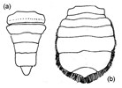 Male and female crab abdomens Eriocheir sinensis (Chinese mitten crab); different abdomen of male (a) and female crab (b). The male crab has an apron that is shaped like an inverted "T". An adult female's apron is broad and rounded.
