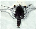 Larva Eriocheir sinensis (Chinese mitten crab); big-eye larva.