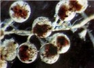 Eggs Eriocheir sinensis (Chinese mitten crab); eggs.