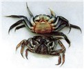Mature and pre-mature female crabs Eriocheir sinensis (Chinese mitten crab); shape of mature and pre-mature female crab. An adult female's apron is broad and rounded while that of an immature female is more triangular.
