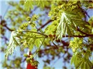 Inflorescences