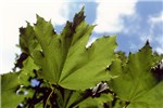 Foliage