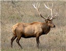 Bull Cervus canadensis (wapiti); bull in tall grass prairie. Nebraska, USA. October 2009.