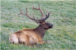 Bull Cervus canadensis (wapiti); bull in velvet. Trail Ridge, Rocky Mountains National Park, northern Colorado, USA. July 2009.