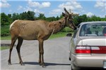 Bull Cervus canadensis (wapiti); bull, beside a typical saloon car for scale. Parc Safari, Hemmingford, Québec. June 2012.