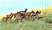 Cows Cervus canadensis (wapiti); cows (hinds) and calves,jumping a fence. Valles Caldera, New Mexico, USA. August 2014.