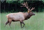 Translocated bull Cervus canadensis (wapiti); this bull is part of a herd which was translocated to the Cataloochee Valley of the Great Smoky Mountains National Park in 2001. Note ear-tag and radio collar. North Carolina, USA. September 2009.