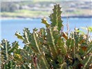 Habit Euphorbia lactea (mottled spurge); habit, showing spines. Honolua, Maui, Hawaii, USA. July 2009.