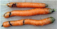 Damage symptoms Psila rosae (carrot root fly); damage symptons on carrots, and a late infestation. Amsterdam, The Netherlands. October 2004.