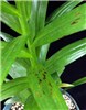 Symptoms Plantago asiatica mosaic virus (PlAMV); symptoms. Lily stem showing foliar mosaic and necrosis induced by the virus infection.