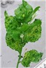 Symptoms Plantago asiatica mosaic virus (PlAMV); Symptoms. Nicotiana benthamiana showing systemic mosaic induced by the virus infection.