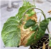 Symptoms Plantago asiatica mosaic virus (PlAMV); Symptoms. Nicotiana benthamiana showing foliar and veinal necrosis induced by the virus infection.