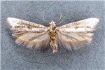 Adult moth of P. oleae (Museum set specimen)
