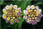 Flowers Lantana camara (lantana); flowers.