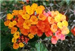 Flowers Lantana camara (lantana); flowers.