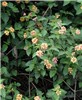 Habit Lantana camara (lantana); habit, showing flowers and foliage, as well as the thorny stems.