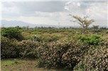 Invasive habit Lantana camara (lantana); invasive habit. Ethiopia. July 2014.