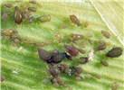 Adults and nymphs Rhopalosiphum maidis (green corn aphid); adults and nymphs.