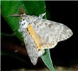 Male Lymantria mathura (pink gypsy moth); adult male of ssp. aurora. Siianjiyan, Jingmei, Taipei City, Taiwan. August 2009.