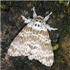 Male Lymantria mathura (pink gypsy moth); adult male of ssp. subpallida. Hushan, Taipei City, Taiwan. October 2009.
