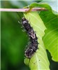 Larva Lymantria mathura (pink gypsy moth); final instar larva of ssp subpallida. Baling, Taoyuan County, Taiwan. May 2008.