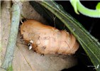 Pupa Lymantria mathura (pink gypsy moth); pupa of ssp subpallida. Sun-Moon Lake, Nantou County, Taiwan. July 2009.