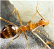 Adult Anoplolepis gracilipes (yellow crazy ant); adult at sugar bait.