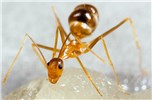 Adult Anoplolepis gracilipes (yellow crazy ant); adult at sugar bait.