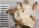 Adult Anoplolepis gracilipes (yellow crazy ant); adults at sugar bait. Note mm scale.