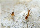 Adults Anoplolepis gracilipes (yellow crazy ant); adults. Poon Saan, Christmas Island, Australia. April 2011.