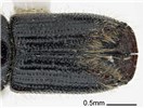 Adult Ips subelongatus (larch bark beetle); adult, dorsal view of elytra. Museum set specimen. Collecting location Russia, Primorskiy Krai.