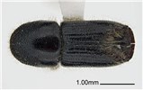Adult Ips subelongatus (larch bark beetle); adult, dorsal view. Museum set specimen. Collecting location Russia, Primorskiy Krai.