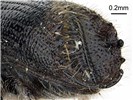 Adult Ips subelongatus (larch bark beetle); adult, lateral view of posterior area. Museum set specimen. Collecting location Russia, Primorskiy Krai.